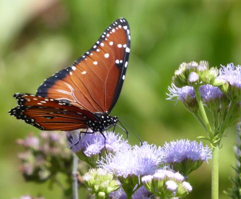 Local Butterflies 2021 | High Plains Gardening